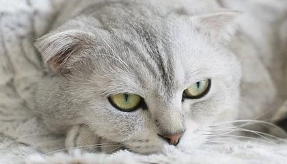 开云体育移动版-自动驾驶科技加入F1赛场引发热议，自动驾驶大赛第一名